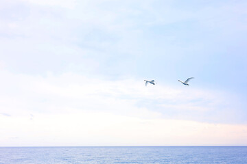 Beautiful white swans flying above sea in cloudy sky