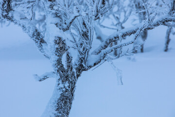 Winter landscape in Pallas Yllastunturi National Park, Lapland, Finland