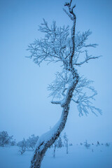 Winter landscape in Pallas Yllastunturi National Park, Lapland, Finland