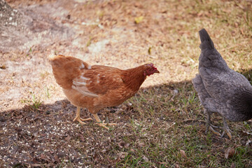 Light brown hen feeding on some rolled oats in the backyard!