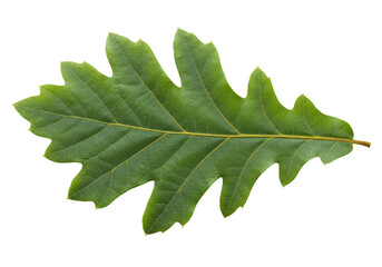 Green oak leaf isolated on transparent background, foliage detail in PNG format for design and...