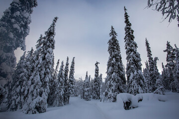 Obraz premium Winter landscape in Pallas Yllastunturi National Park, Lapland, Finland