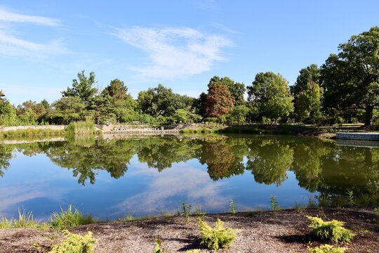The peaceful pond in the park on a sunny day.