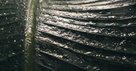Slow Motion Of Close Up Water Droplets Falling On Dark Tropical Leaf Surface Creating Glossy Reflections And Natural Fresh Texture At 1000 Fps. - Powered by Adobe