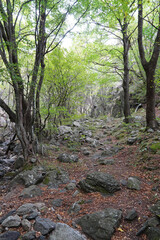 forest stones rocks trees Balkans stream nature