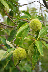 The Chinese chestnut Castanea mollissima is a tree of the Beech family The fruits are silky-pubescent on a branch with leaves Flora and Nature