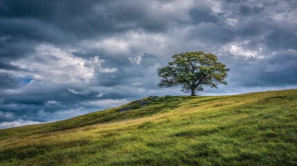 Obraz premium Stunning photo of lone tree stands on a grassy hill under a dramatic, cloudy sky.