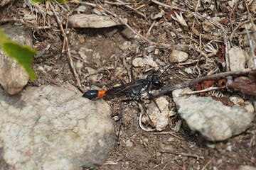 Ammophila is a sandy wasp species macro nature flora and fauna