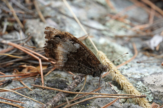 The Beech Marigold Hipparchus marigold is a brown butterfly sitting on the ground