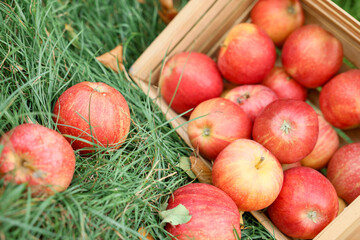Fresh ripe apples in wooden crate and fallen leaves on green grass outdoors, closeup