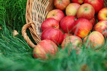 Fresh ripe apples in wicker basket on green grass outdoors, closeup