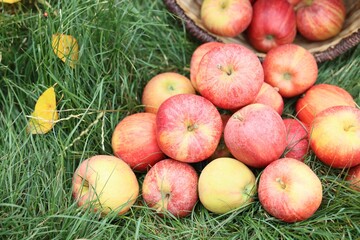 Fresh ripe apples and fallen leaves on green grass in garden, closeup