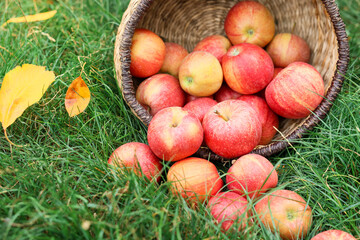 Fresh ripe apples in wicker basket and fallen leaves on green grass outdoors, closeup