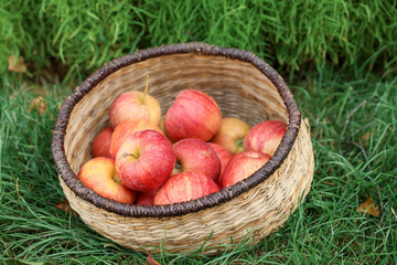 Fresh ripe apples in wicker basket and fallen leaves on green grass outdoors, closeup
