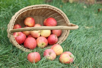 Fresh ripe apples in wicker basket on green grass outdoors, closeup. Space for text