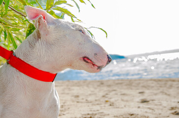 Powerful profile headshot of a white Bull Terrier. Sandy beach, green plants, and blue water in soft background blur. Wearing red collar.