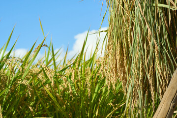 稲架に掛けて天日干しされている稲のクローズアップ。収穫時期を迎えた田んぼの風景