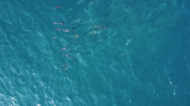 CARDUMEN DE PARGOS ROJOS Y CABRILLAS