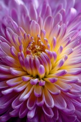 Vibrant close-up of a pink chrysanthemum flower blooming in natural light