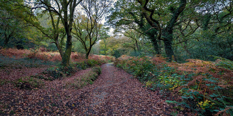 Autumn colours in the forest road on Glais Mountain in South Wales

