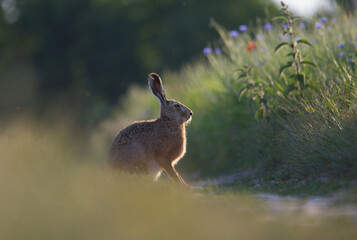 Wild hare in meadow among tall grass and flowers © Marcin