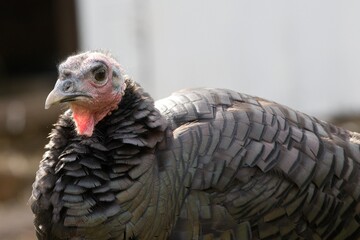 Portrait of a wild turkey