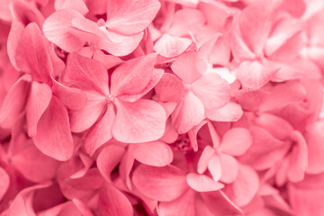 Pink flowers close up. Bouquet of red flowers. City flower beds, a beautiful and well-groomed garden with flowering bushes.
