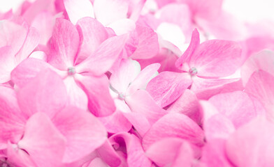 Pink flowers close up. Bouquet of purple flowers. City flower beds, a beautiful and well-groomed garden with flowering bushes.