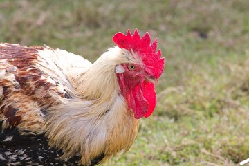 Chicken on a farm in Manchester