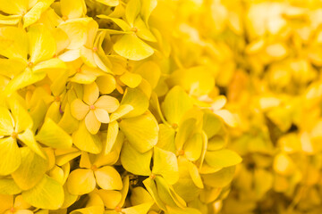Yellow flowers close-up. Bouquet of colorful flowers. City flower beds, a beautiful and well-kept garden with flowering shrubs.