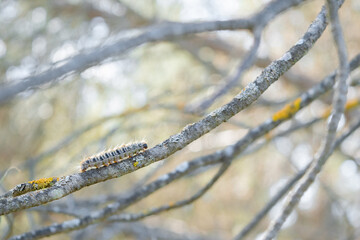 Thaumetopoea pityocampa solitary on pine branch