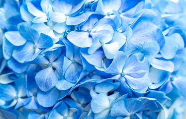 Blue flowers close up. Bouquet of purple flowers. City flower beds, a beautiful and well-groomed garden with flowering bushes.