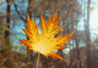 Orange bright maple leaf on the background of a sunny autumn park