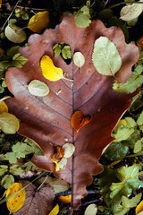 An art composition of an autumn oak leaf and many autumn leaves. Creative autumn background. Autumn concept