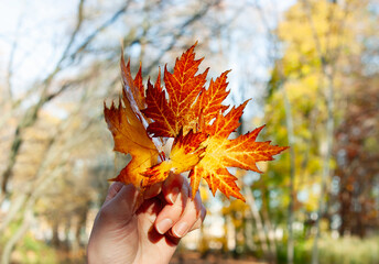 Close up of hand holding yellow maple leaf against yellow leafy backdrop