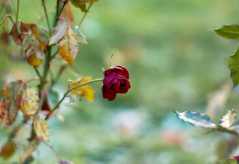 An artistic composition of a red rose on a green background. Autumn mood. Rose in a botanical garden
