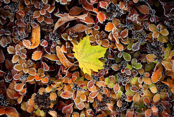 Bright yellow maple leaf against a background of autumn plants. Autumn, park, autumn background