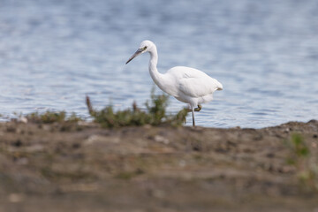 The little egret