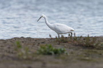 The little egret