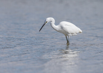 The little egret