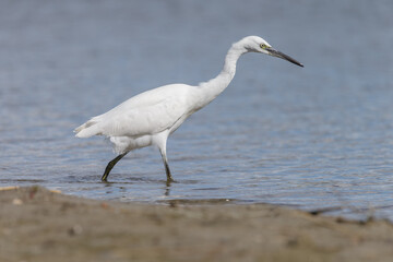 The little egret