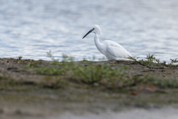 The little egret