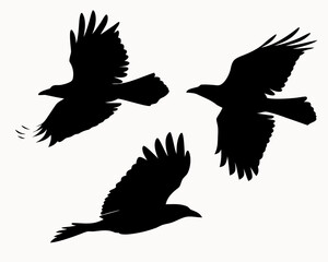 Obraz premium Three black raven silhouettes soaring against a white backdrop in dynamic flight formations in the sky