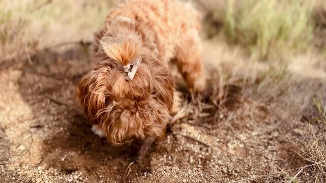 Curious Puppy with Sandy Nose Digging a Hole in Sand &ndash; Playful Dog Outdoors".