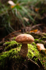 mushroom Leccinum known as a Orange birch bolete, in a forest in autumn among fallen leaves and moss