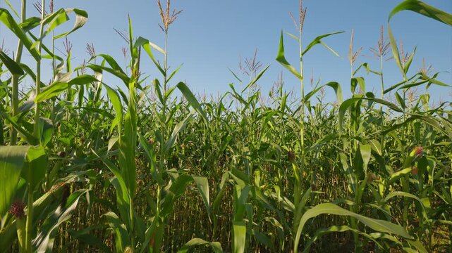 A Vibrant Cornfield Flourishing Under a Clear and Bright Blue Sky Full of Promise