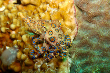 Blue-ringed octopus camouflaged on corals in Raja Ampat, Indonesia © Ute