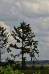 Obraz premium A dreamy view of a tree in the sky