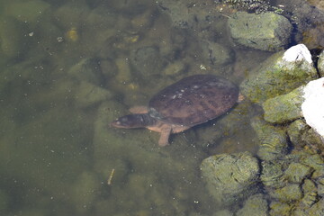 Obraz premium turtle swimming in the water