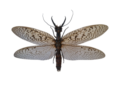 This giant tropical droopwing Corydalus insect showcases its impressive large jaws and intricate wings. Captured in an isolated setting, it presents a fascinating example of nature's unique creatures.